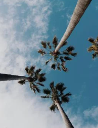 Palm Tree Removal Near Perth